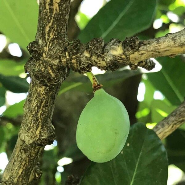 Garcinia livingstonei Vili