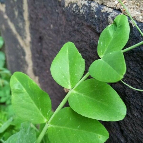 Lathyrus oleraceus Ліст