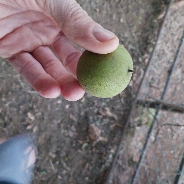 Juglans nigra Fruit