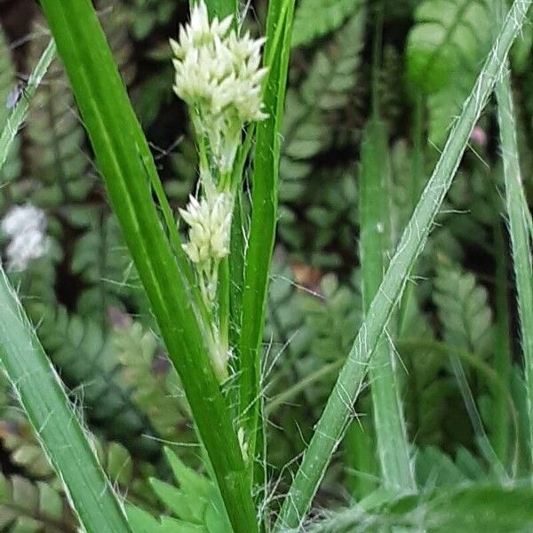 Luzula luzuloides Flower