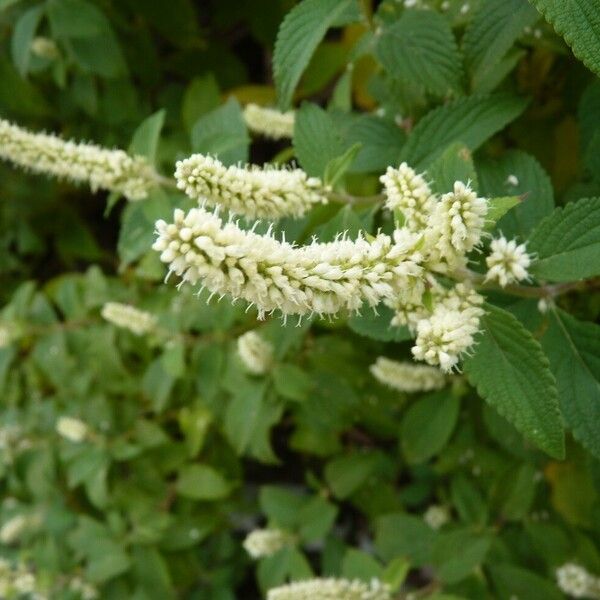 Elsholtzia fruticosa Blüte