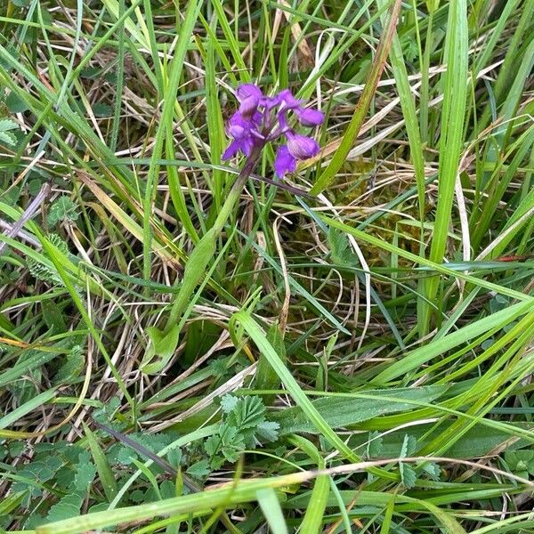 Anacamptis morio Облик