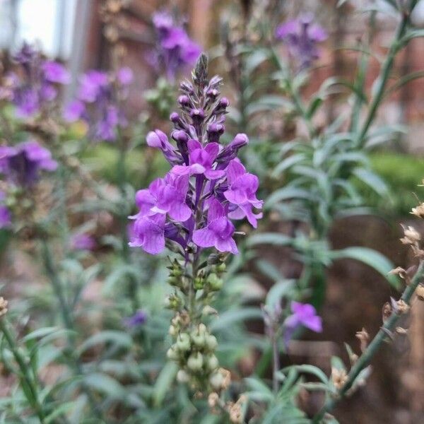 Linaria purpurea Kukka