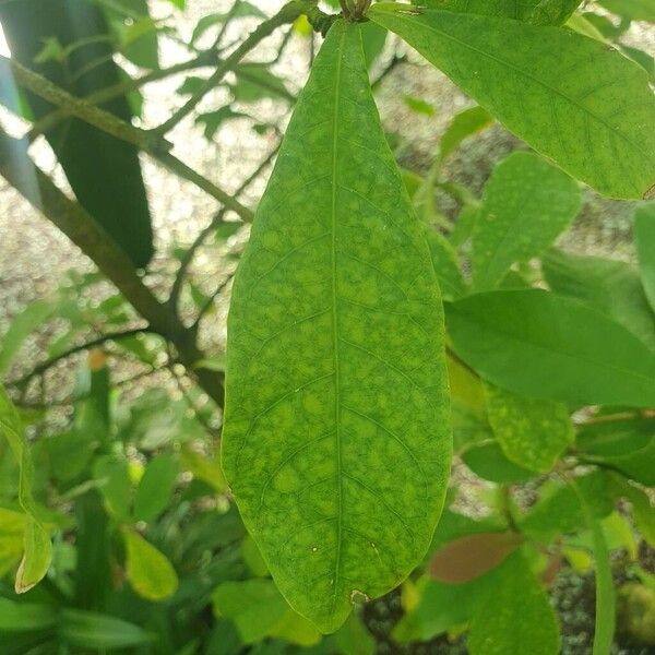 Synsepalum dulcificum Feuille