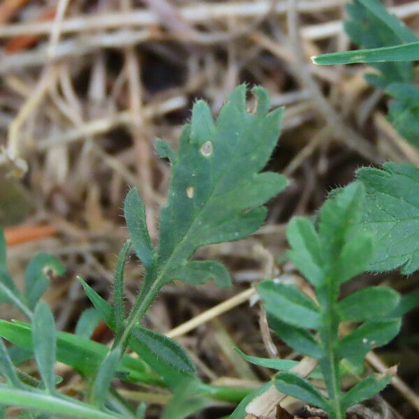 Scabiosa atropurpurea Leaf