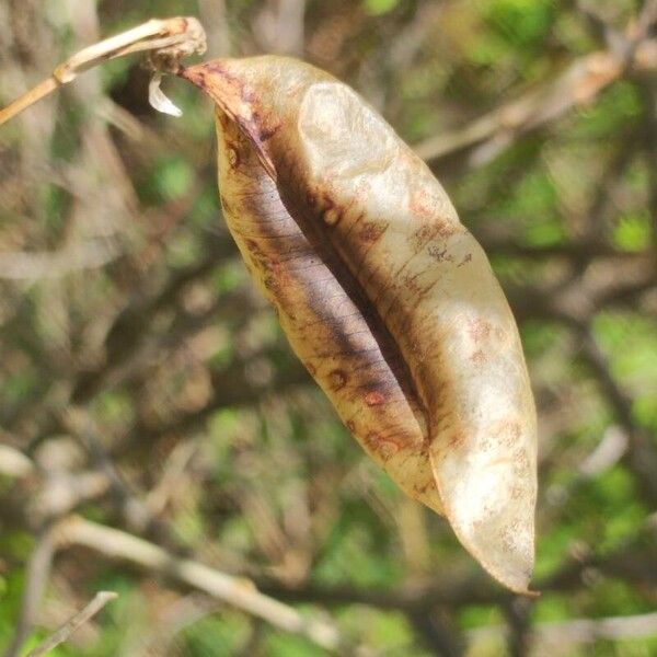 Colutea arborescens Fruto