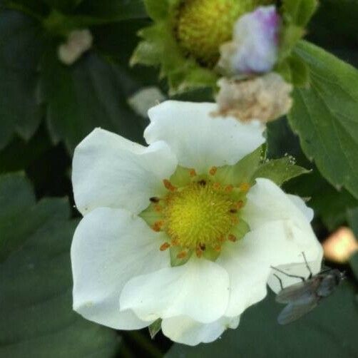 Fragaria × ananassa फूल