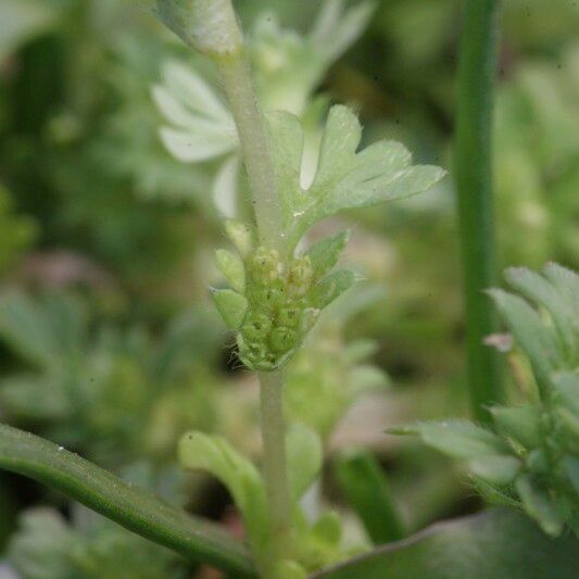 Alchemilla australis Кора