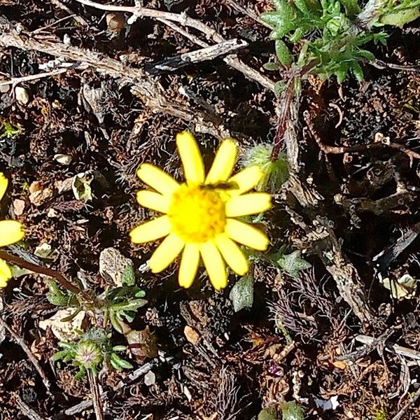 Jacobaea minuta Bloem