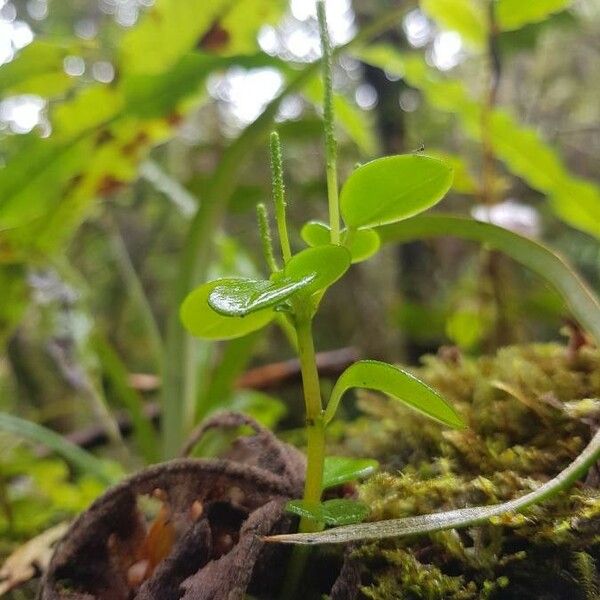 Peperomia pellucida 葉