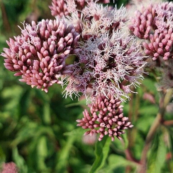 Eupatorium cannabinum Кветка