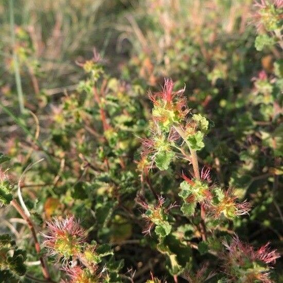 Acalypha monostachya 整株植物