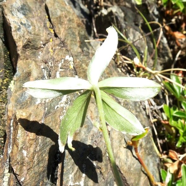 Alchemilla alpina 葉
