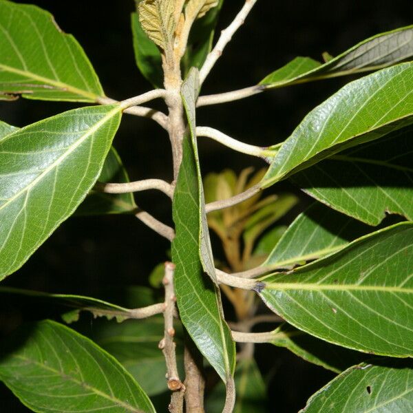 Styrax argenteus Leaf