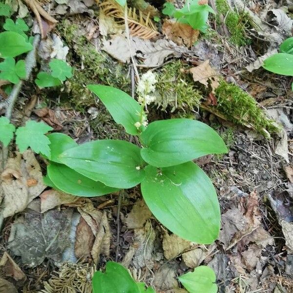 Maianthemum canadense Цвят