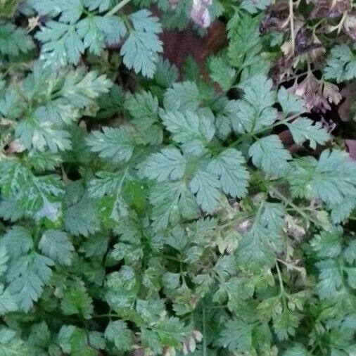 Anthriscus cerefolium Leaf