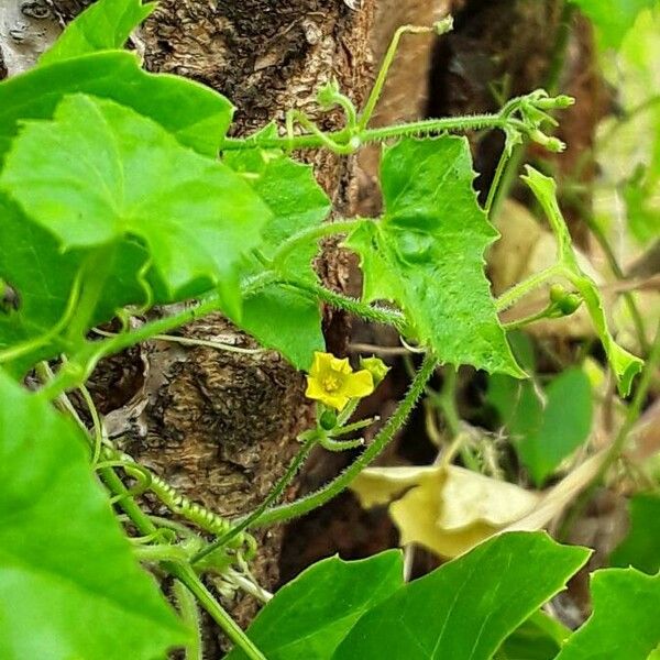 Melothria pendula Bloem