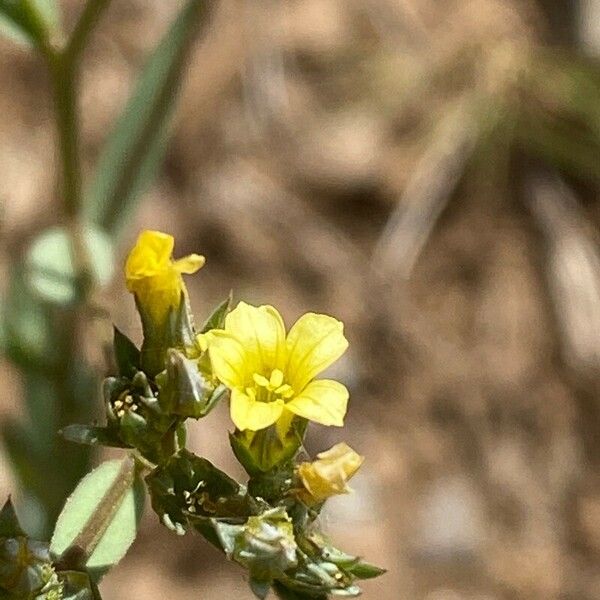 Linum strictum Kukka