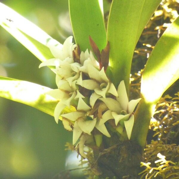 Angraecum bracteosum Fleur