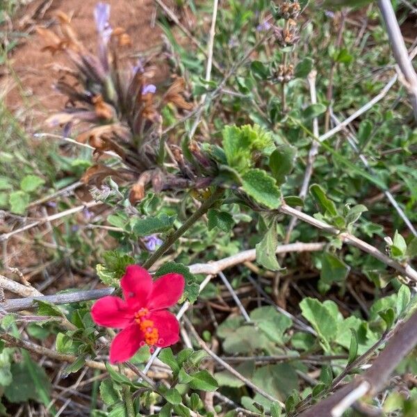 Hibiscus aponeurus Цветок