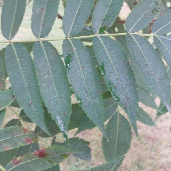 Rhus glabra Blad