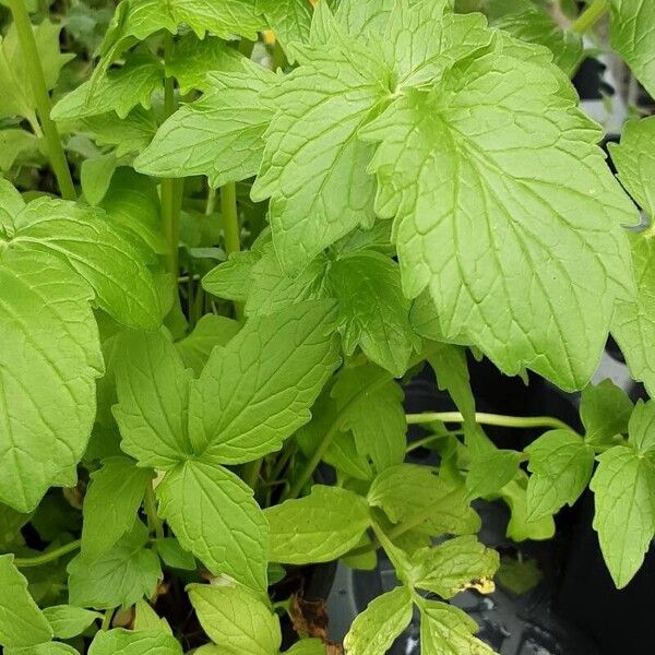 Valeriana officinalis Folio