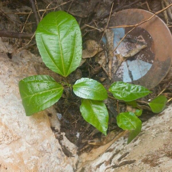 Passiflora edulis Feuille