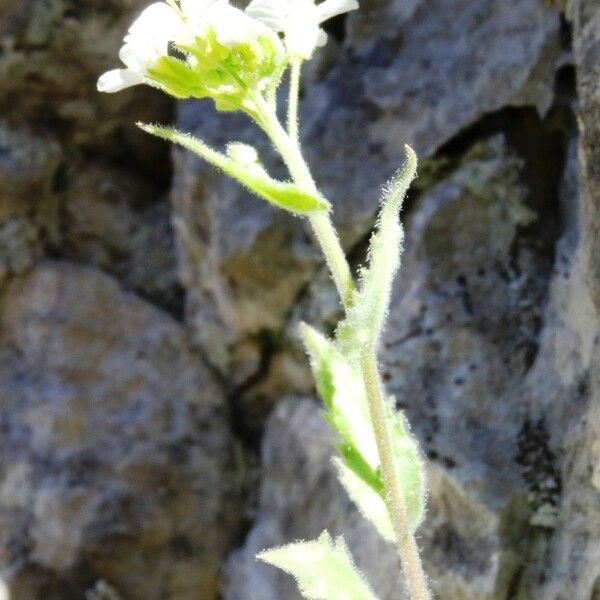 Arabis nova Habit