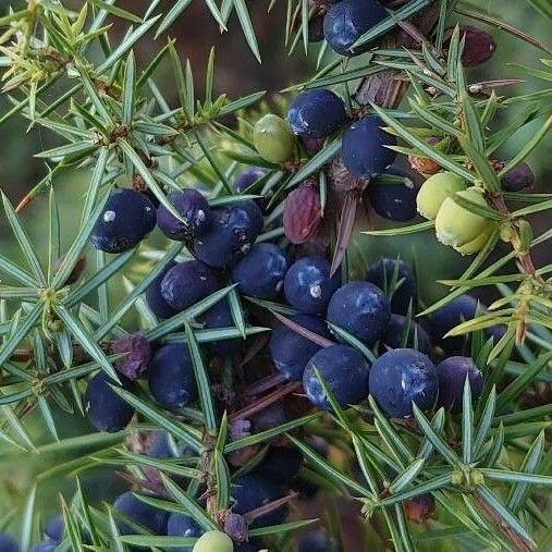 Juniperus communis Fruto