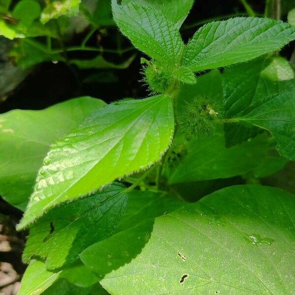 Acalypha alopecuroidea Лист