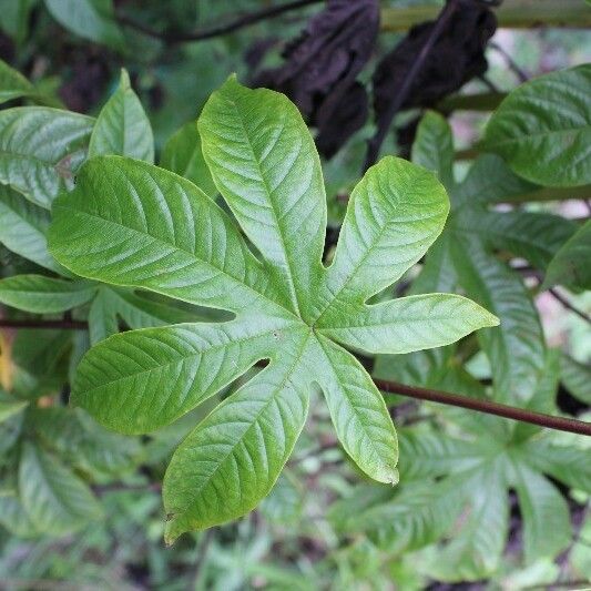 Merremia tuberosa 叶