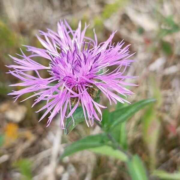 Centaurea phrygia Flors