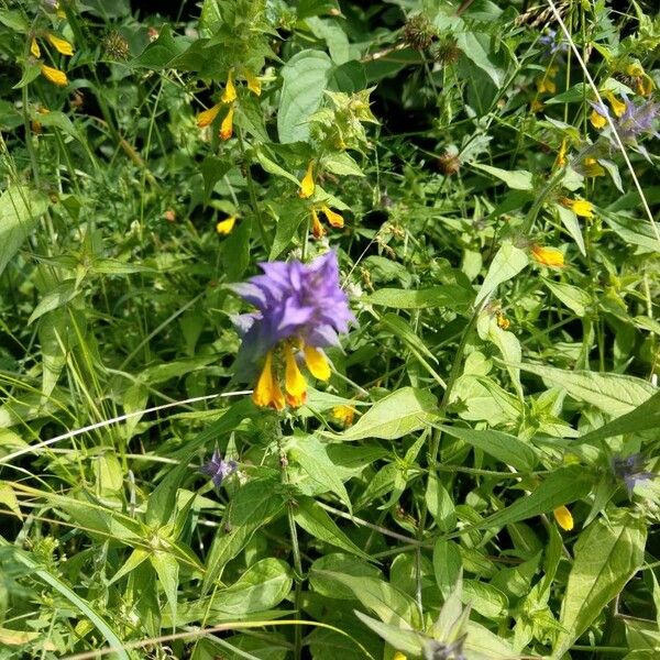 Melampyrum nemorosum Flower