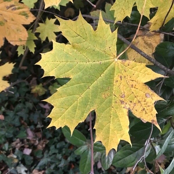 Acer platanoides Leaf