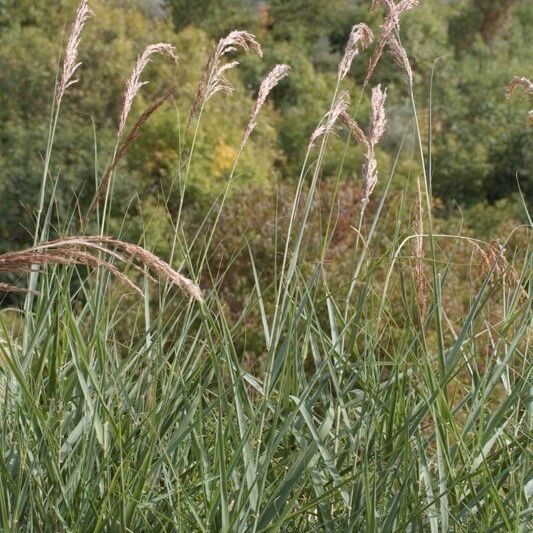 Arundo plinii Хабит