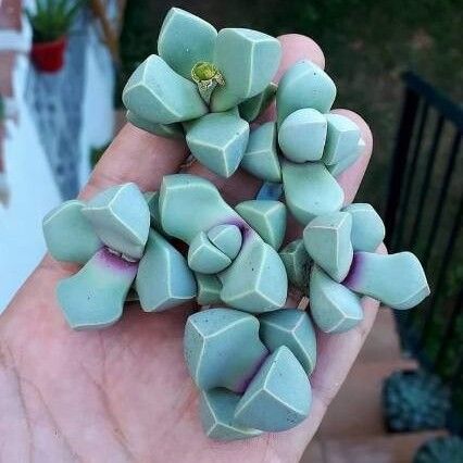 Gibbaeum petrense Deilen