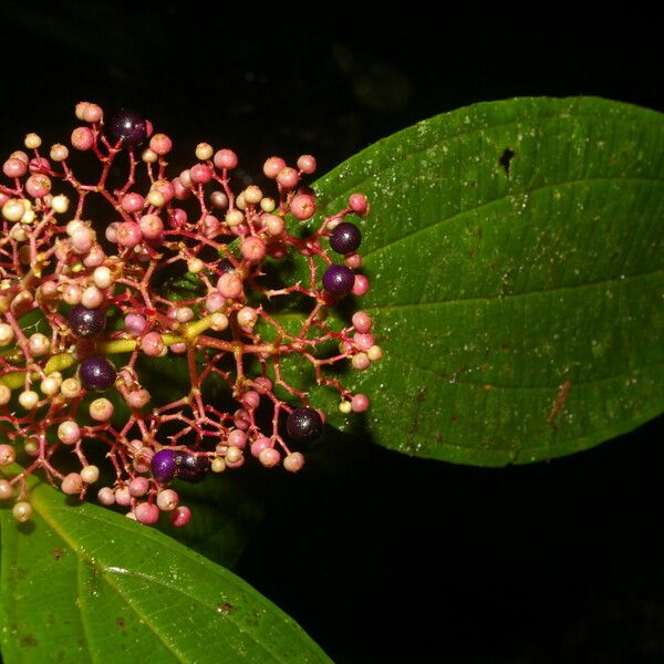 Miconia ligulata Õis