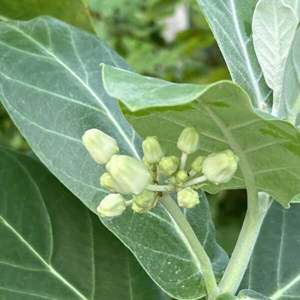 Calotropis gigantea Flower