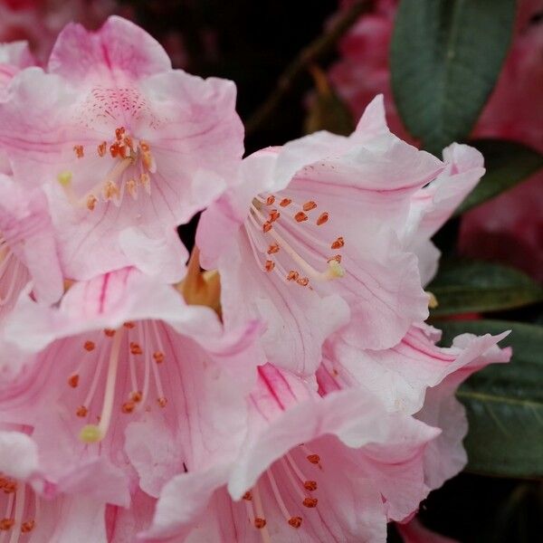 Rhododendron insigne Flower