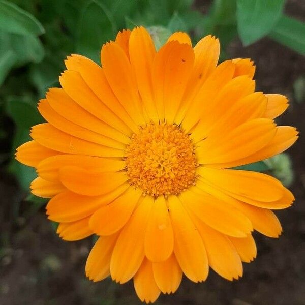 Calendula stellata Õis