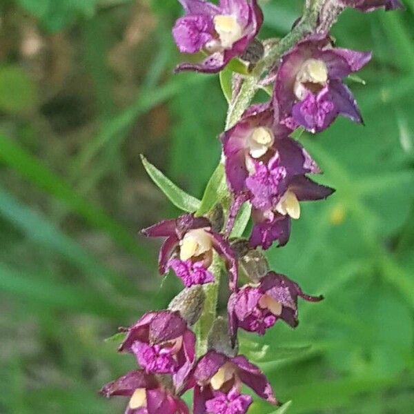 Epipactis atrorubens Floare