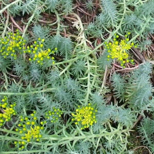 Petrosedum rupestre Bloem