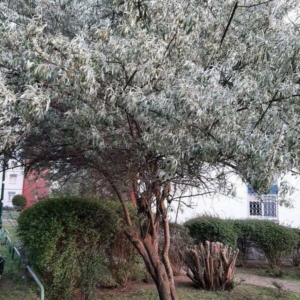 Elaeagnus angustifolia Hábito