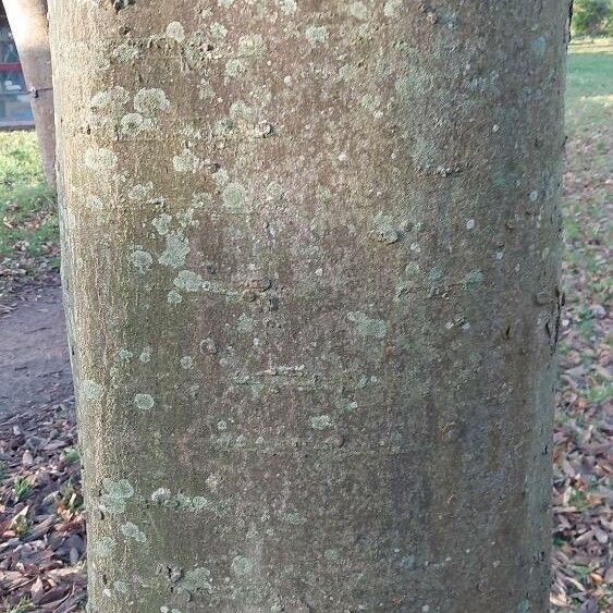 Celtis australis Corteza