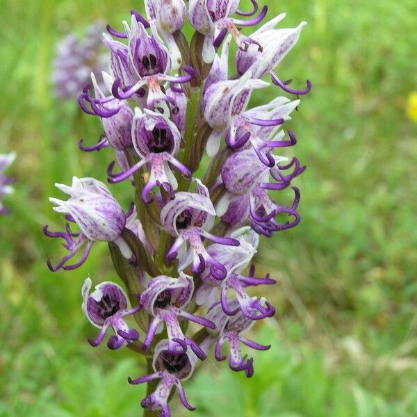 Orchis simia 花