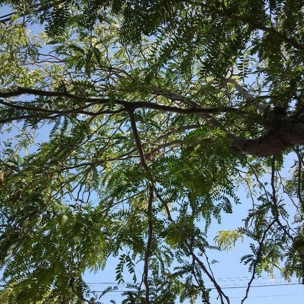 Acacia abbreviata പുറംതൊലി
