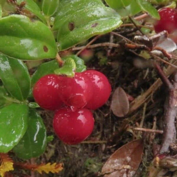 Vaccinium vitis-idaea Froito