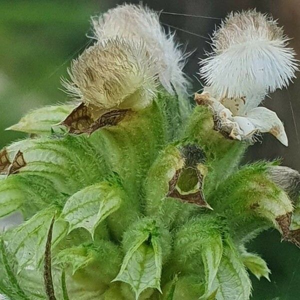 Leucas grandis Blomma