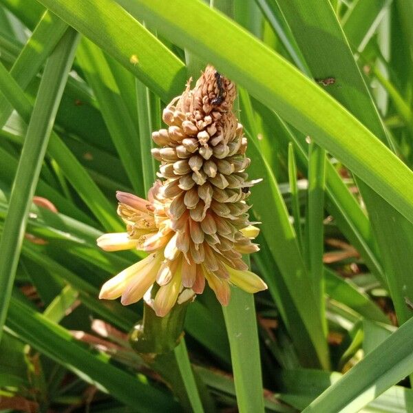 Kniphofia uvaria Virág