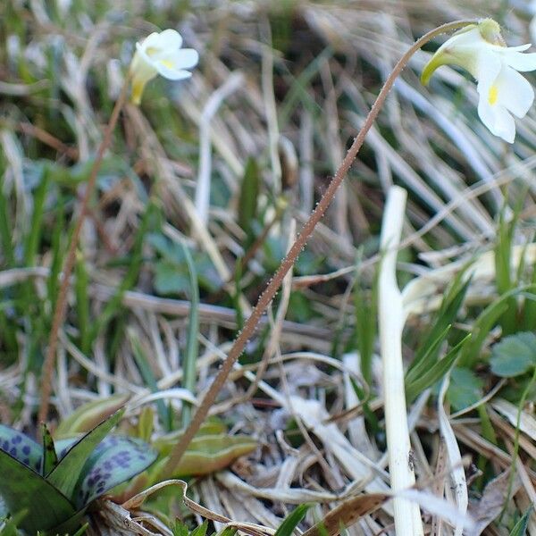 Pinguicula alpina Pokrój